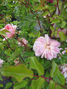 Kletterrose Francois Juranville2